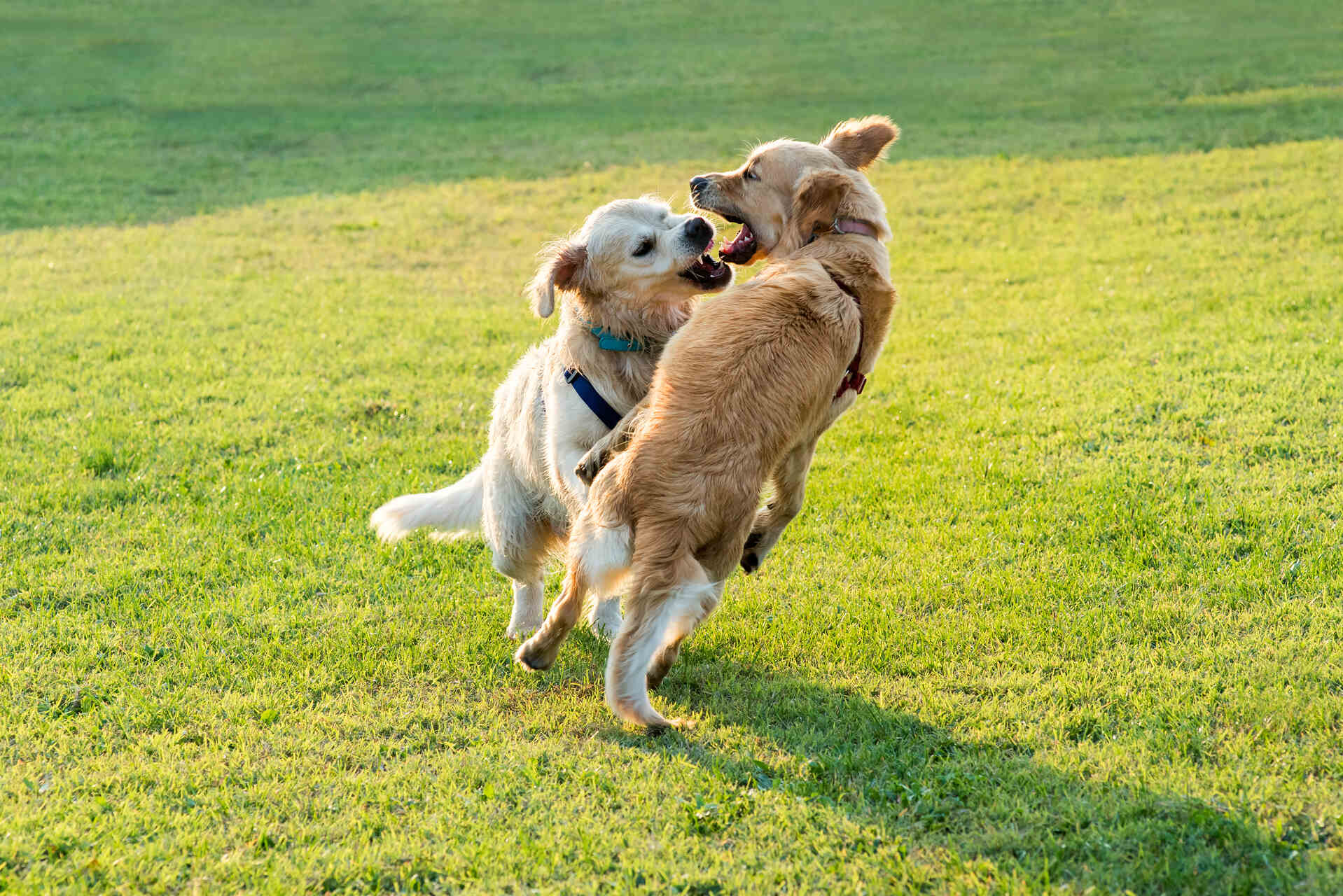 Dogs playing at a park