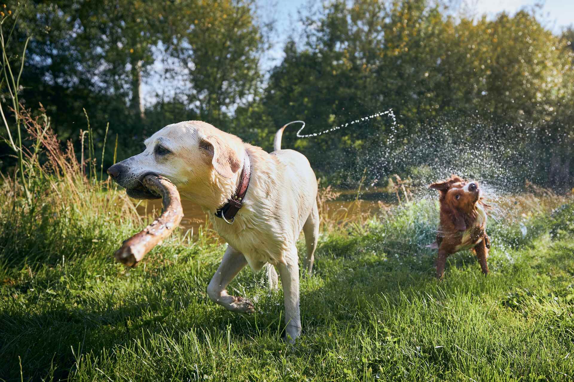 Dogs playing near a stream