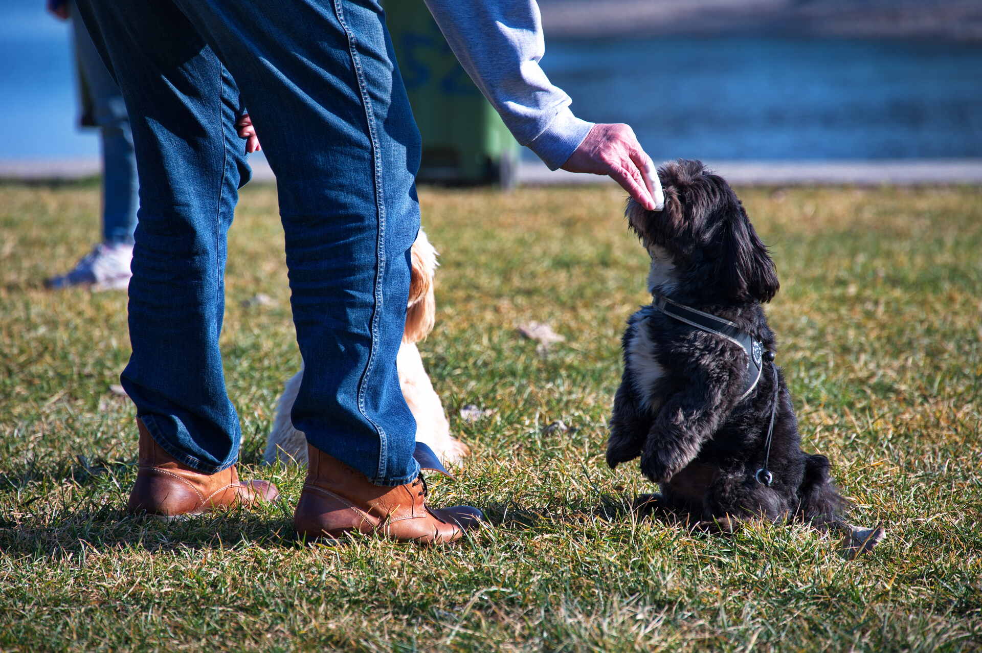 A man training a small dog outdoors