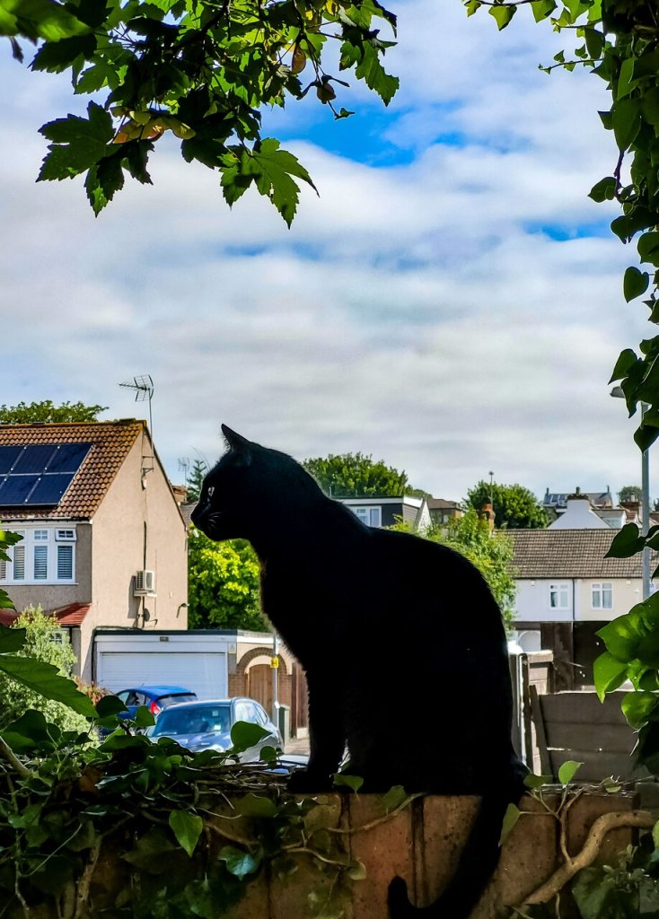 A cat sitting on a fence