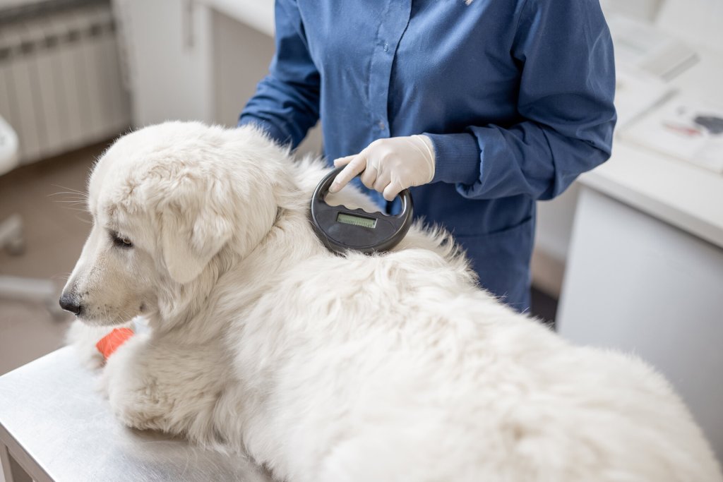 A vet checking a dog for a microchip