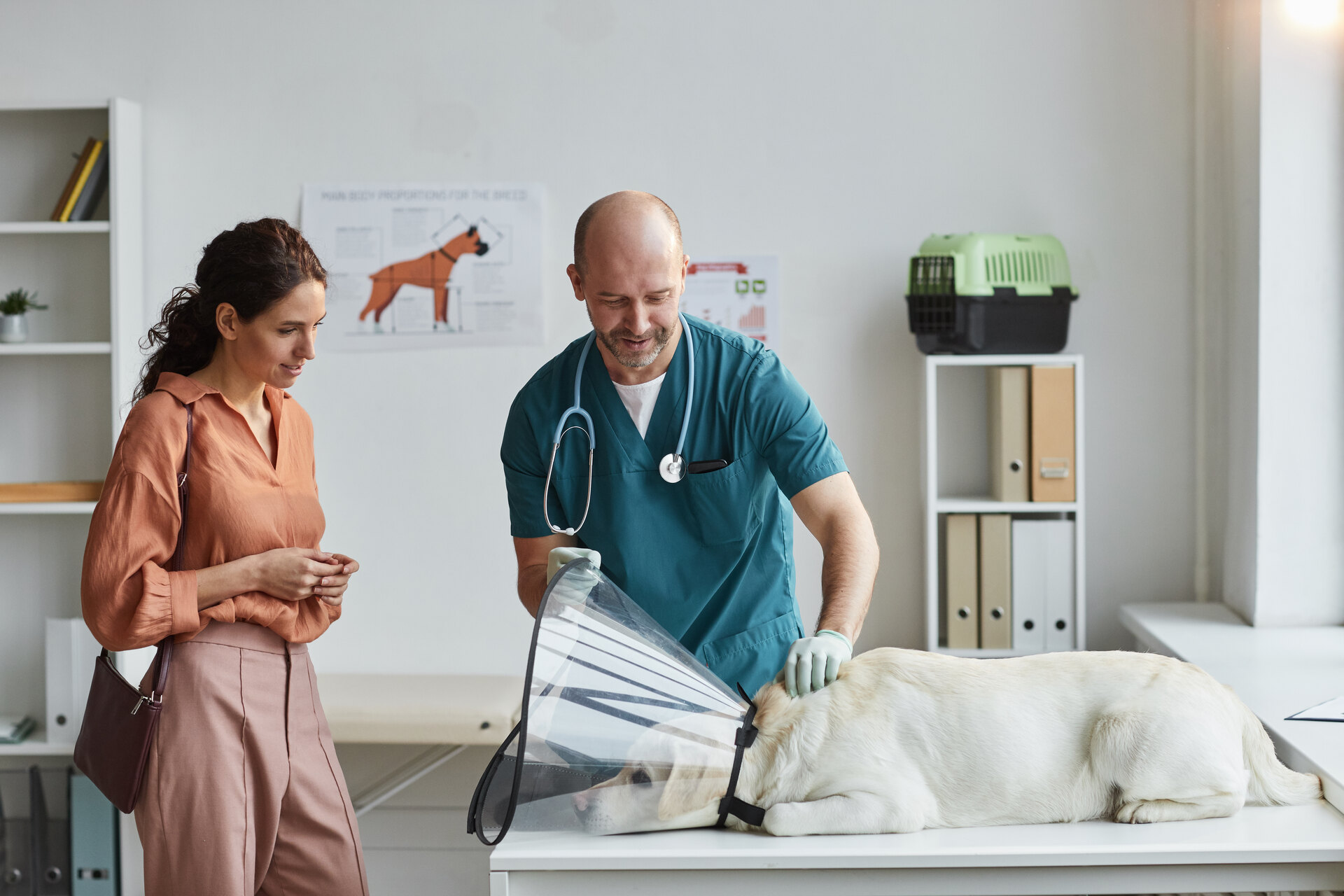 A vet examining a dog at a clinic