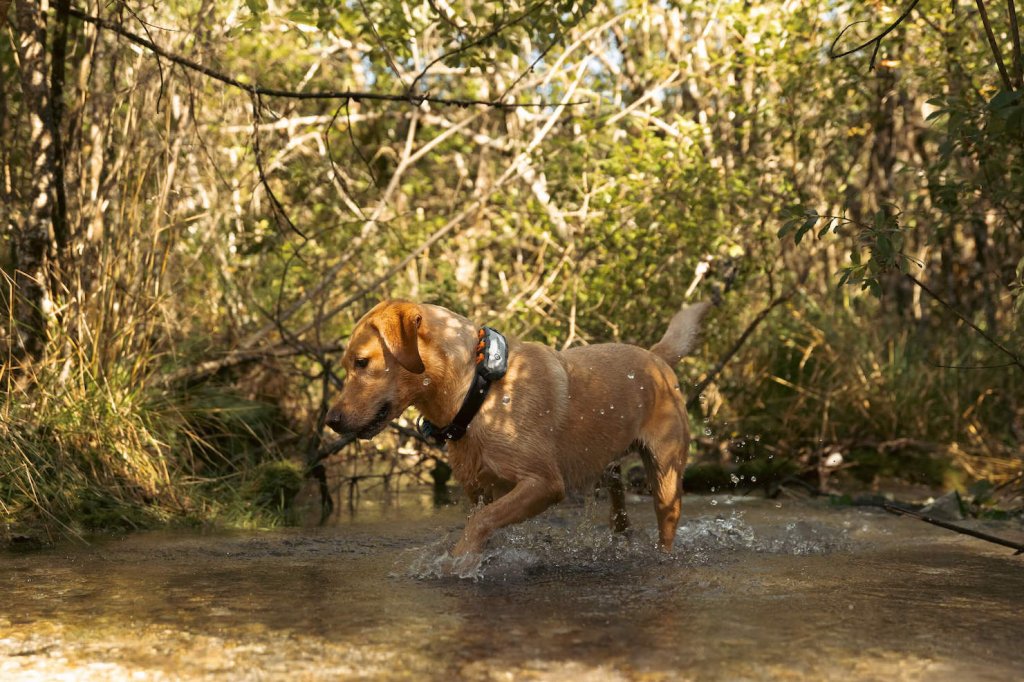 Heller Labrador trägt Tractive Dog XL