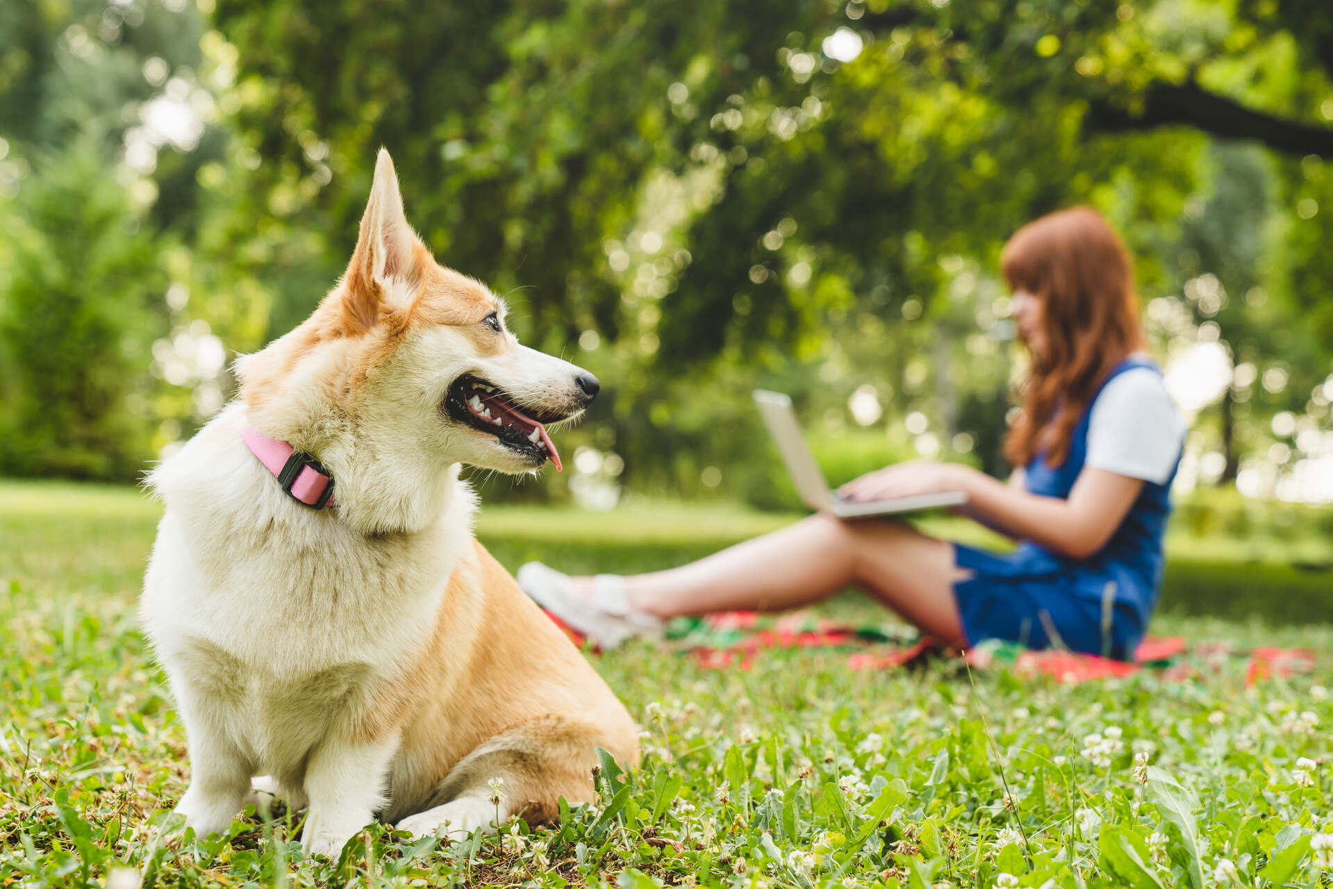 A woman on her laptop outdoors ignoring her dog