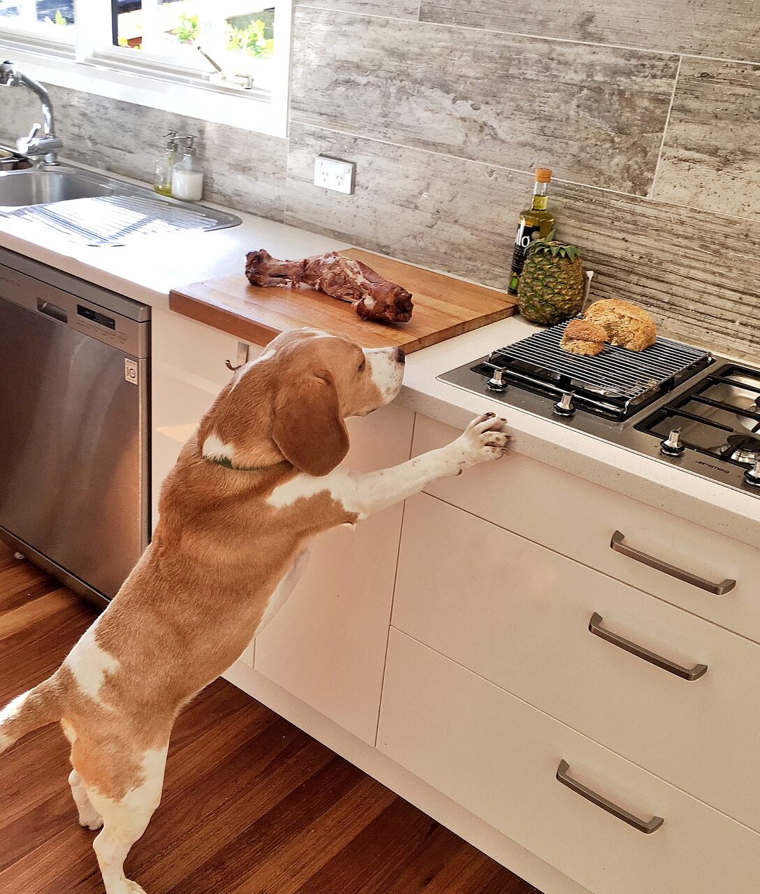 A dog trying to sneak food from a kitchen counter