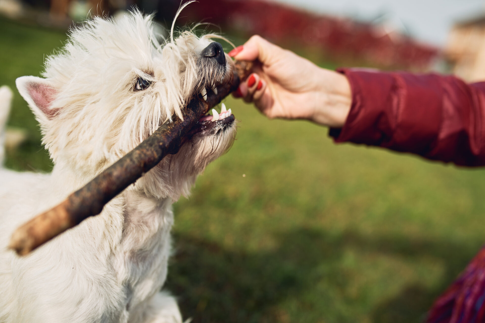 A woman holding out a stick for a dog to bite at