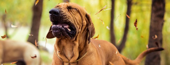 En brun hund ute i skogen , og som hoster