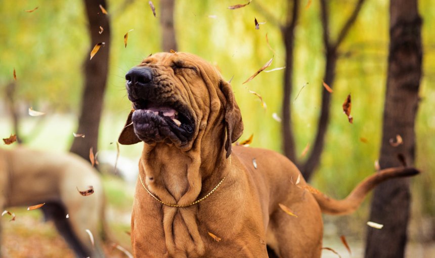 En brun hund ute i skogen , og som hoster