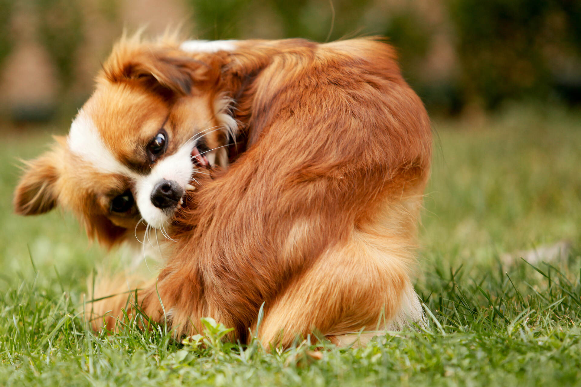 Kleiner Hund draußen knabbert an seinem Fell, um Juckreiz zu lindern