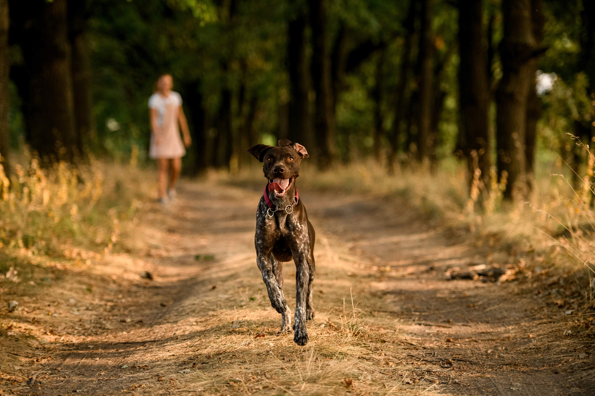 A deaf dog running away from a woman outdoors