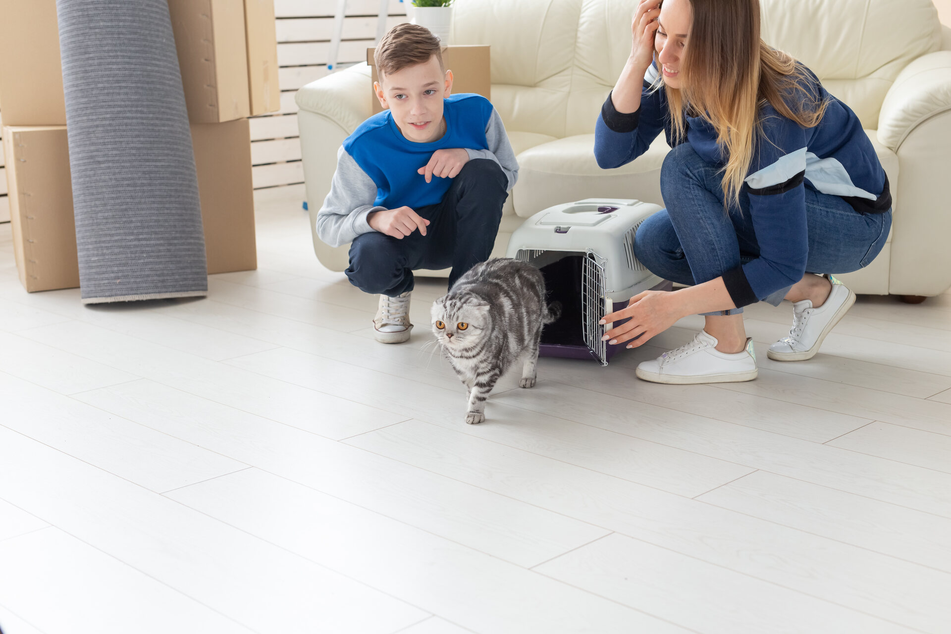 A shelter cat exploring a new environment during a home visit 