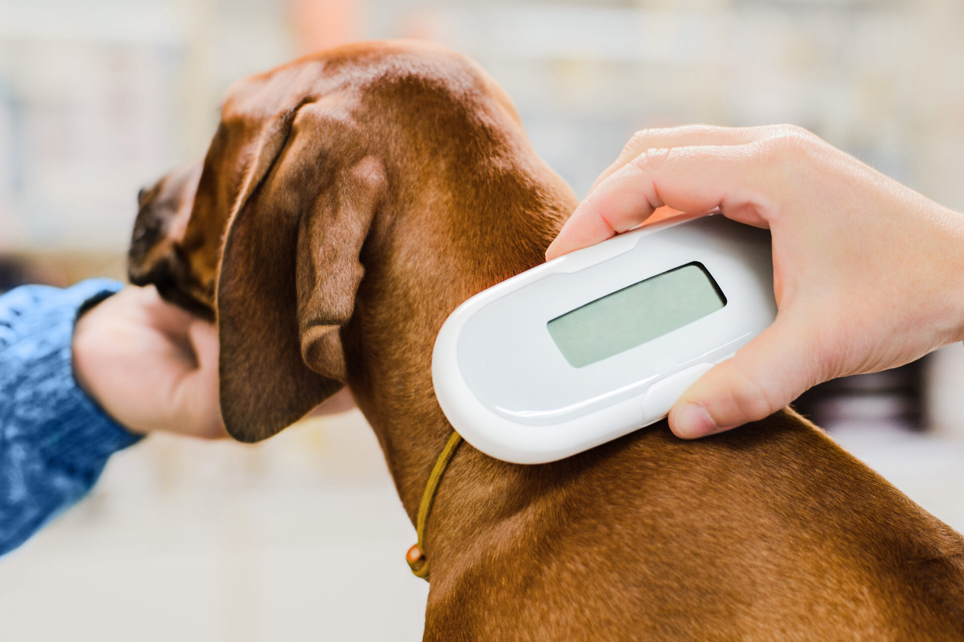 A vet scanning a dog for a microchip