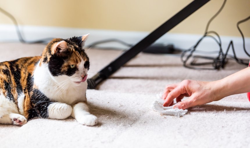 Frau wischt Boden auf, dreifärbige Katze liegt daneben