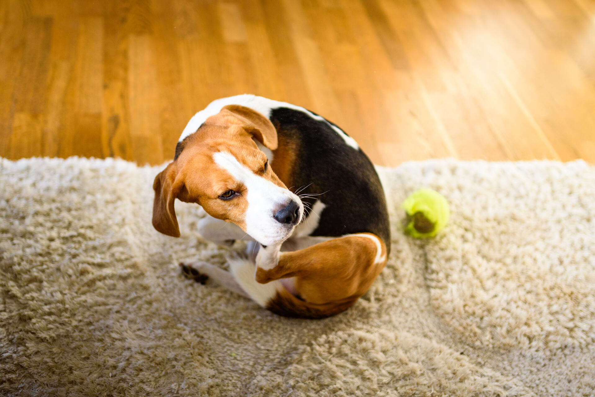 Beagle sitzt auf einem Teppich und kratzt sich