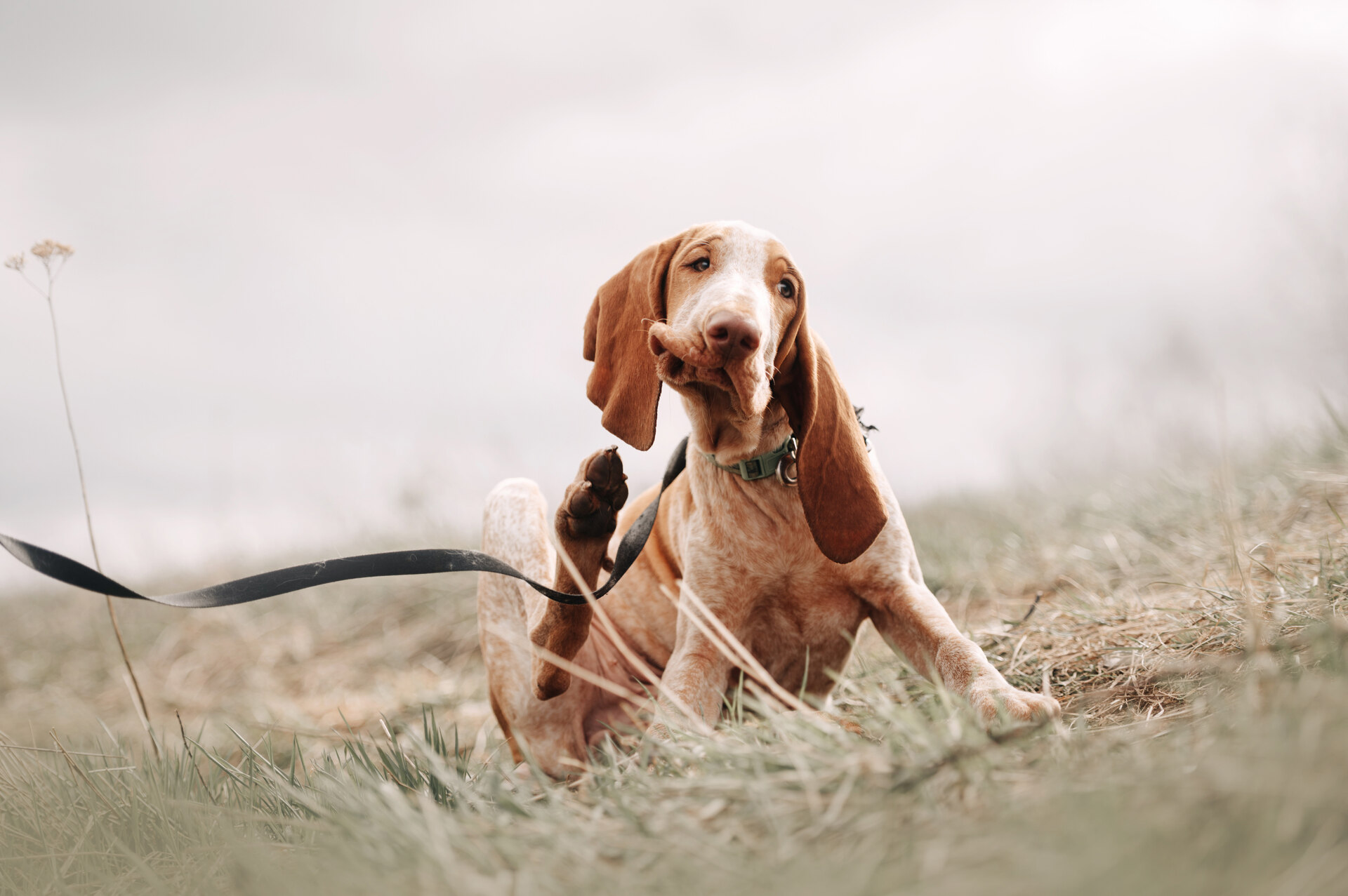 A Beagle itching itself in a field