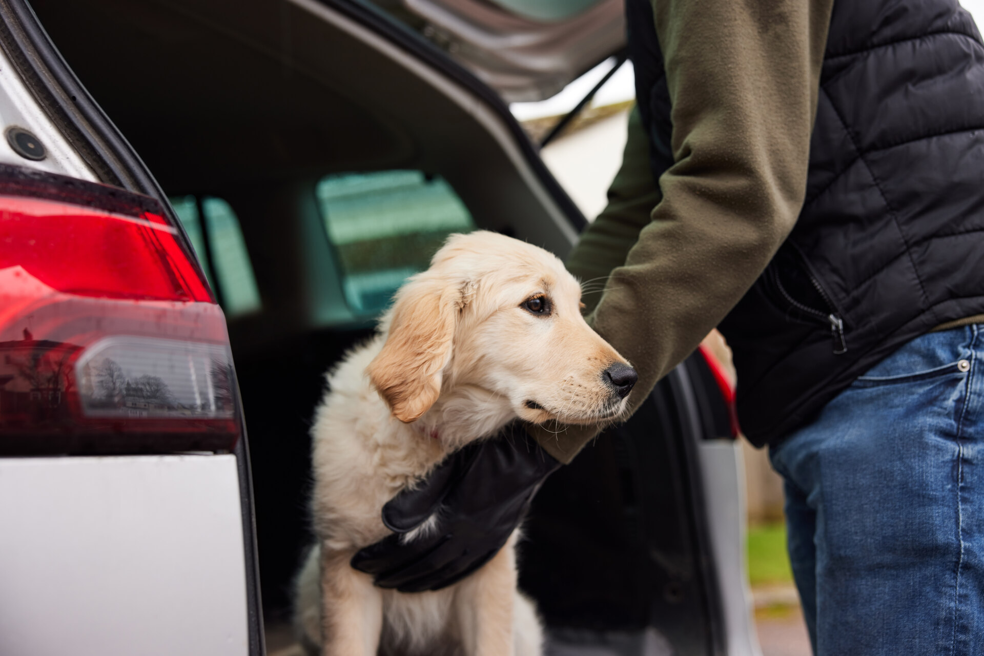 En mann kidnapper en hund og plasserer den bak i en bil