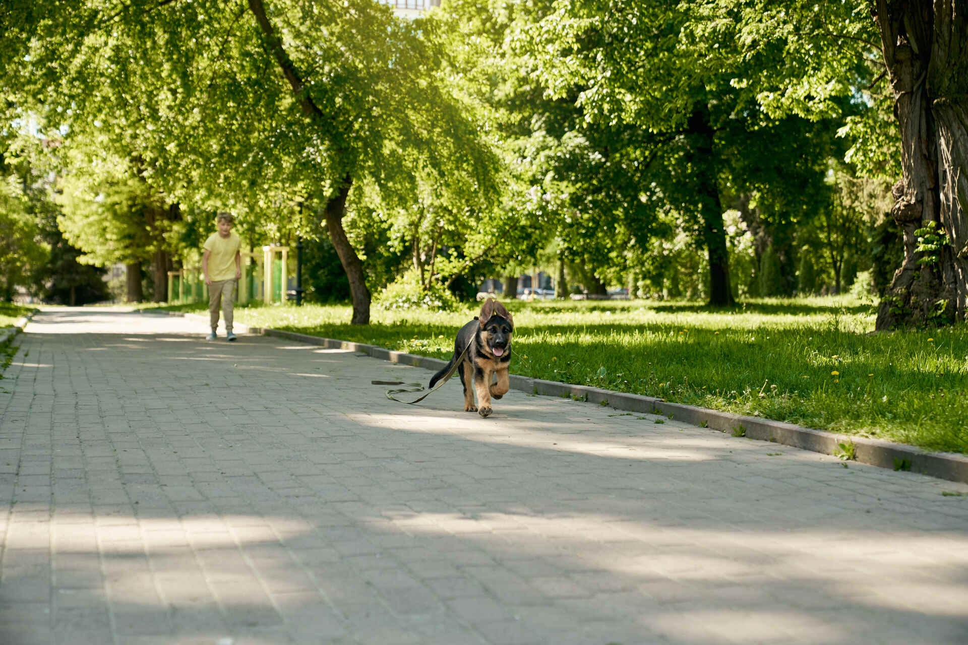 En schæfervalp som løper vekk fra en ung gutt i parken