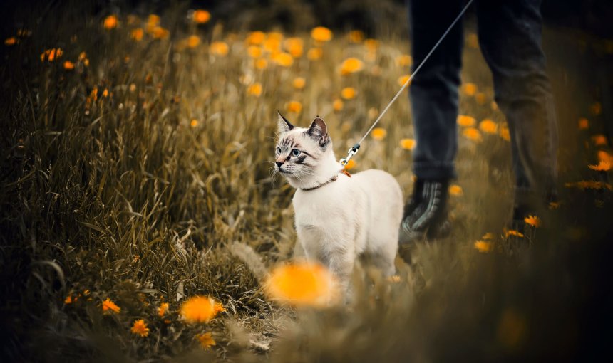 A man walking a cat on a leash through a field