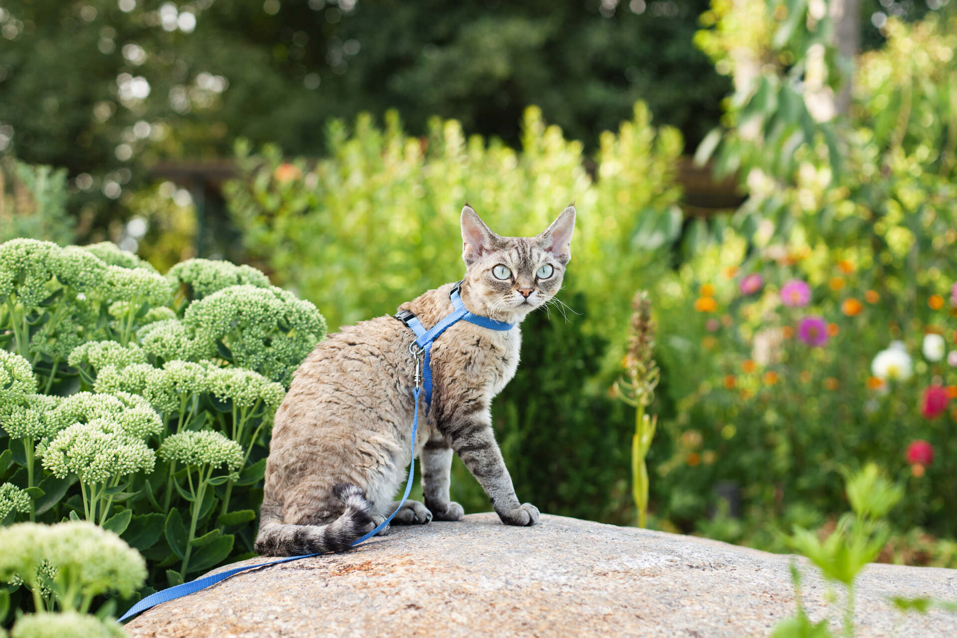 A cat wearing a leash and harness exploring the outdoors