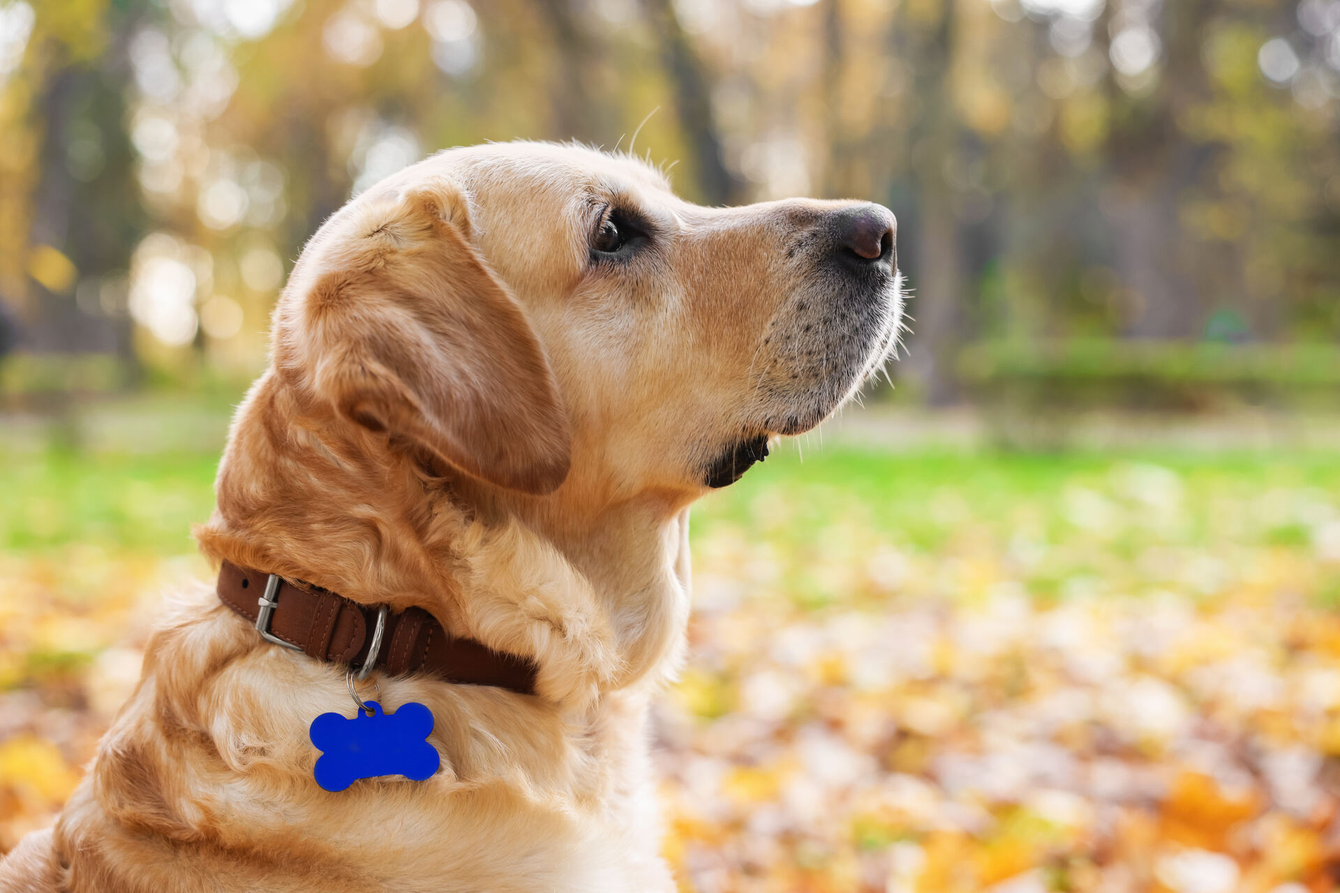 En hund iført en skarp blå ID-brikke