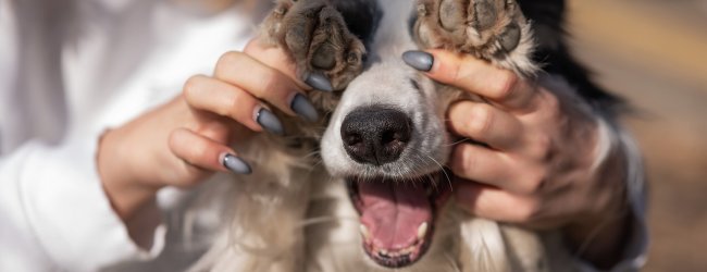 A woman covering a dog's eyes with its paws