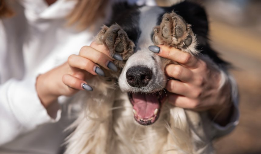 A woman covering a dog's eyes with its paws