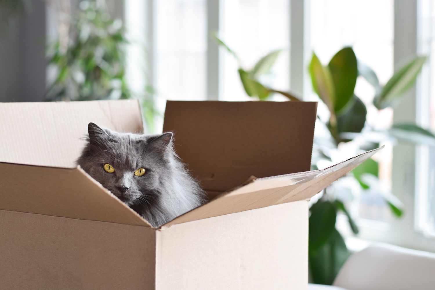 Graue Langhaarkatze sitzt in einer Box