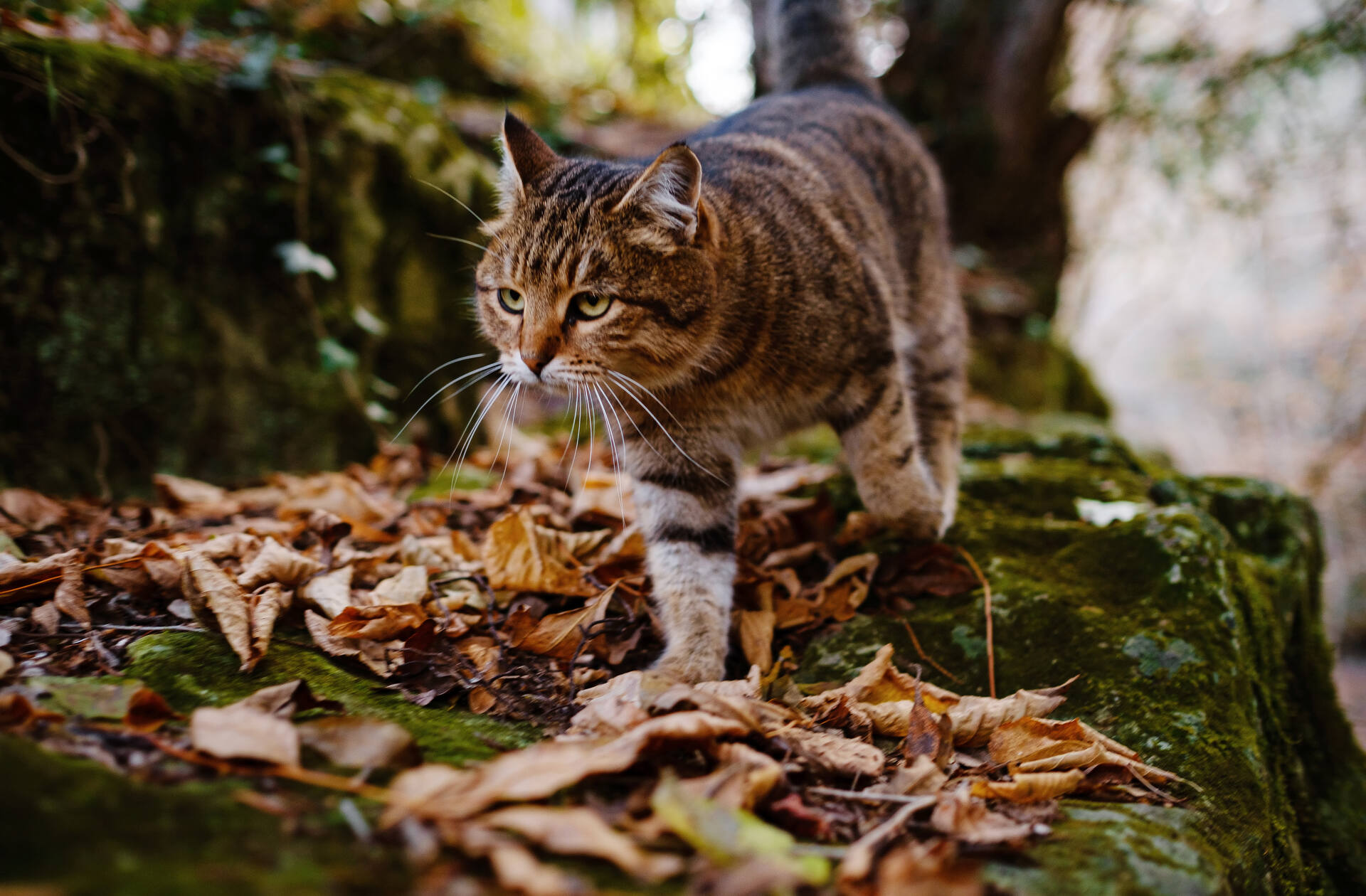 A Siberian cat exploring a forest