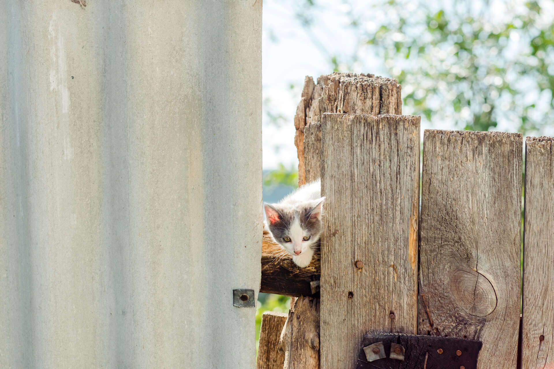 A cat sneaking past a wooden fence