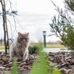 A cat sitting in a garden outdoors