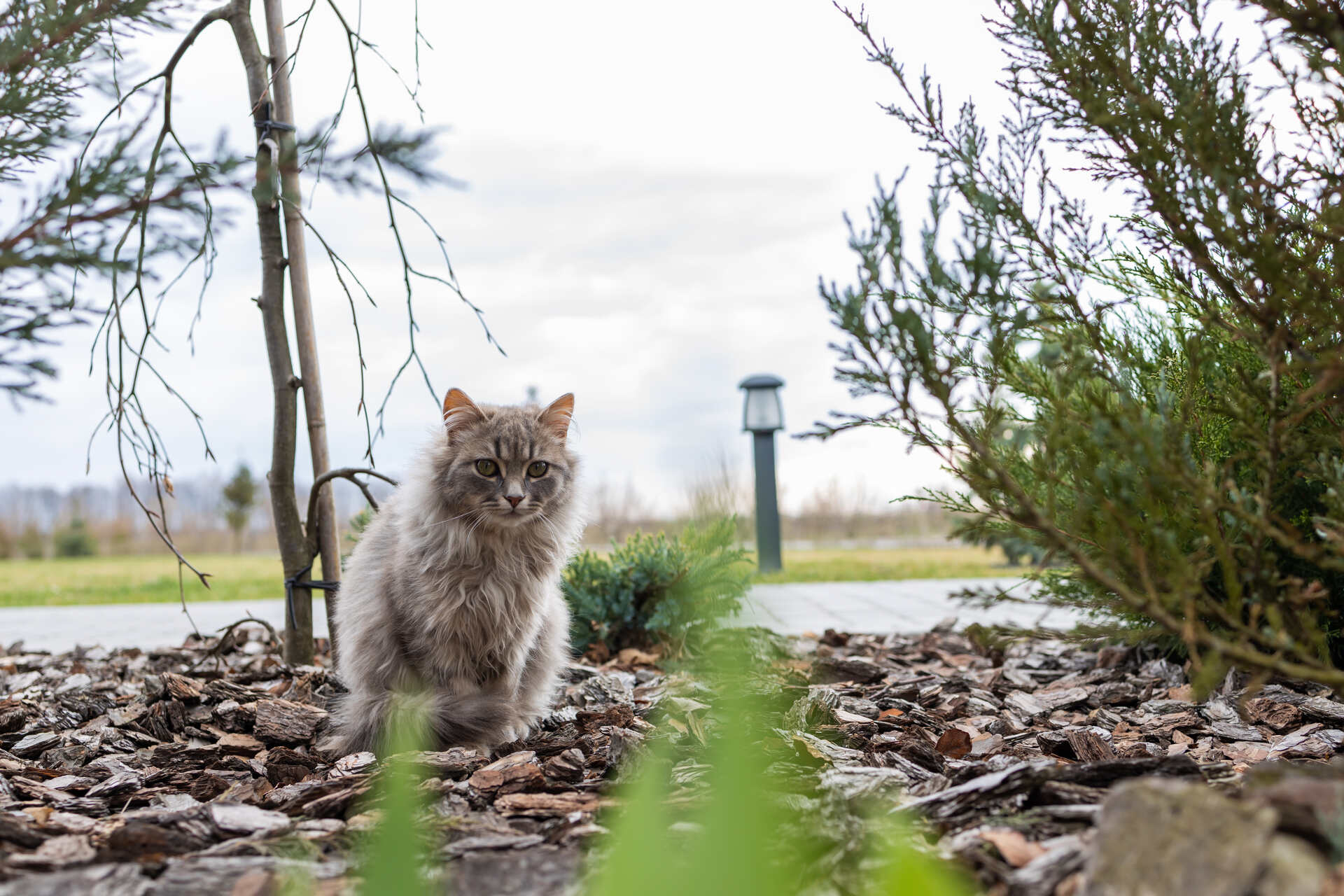 A cat sitting outdoors on a leafy path