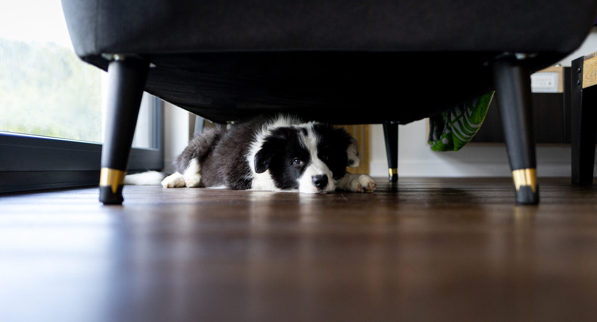 A puppy hiding under a sofa