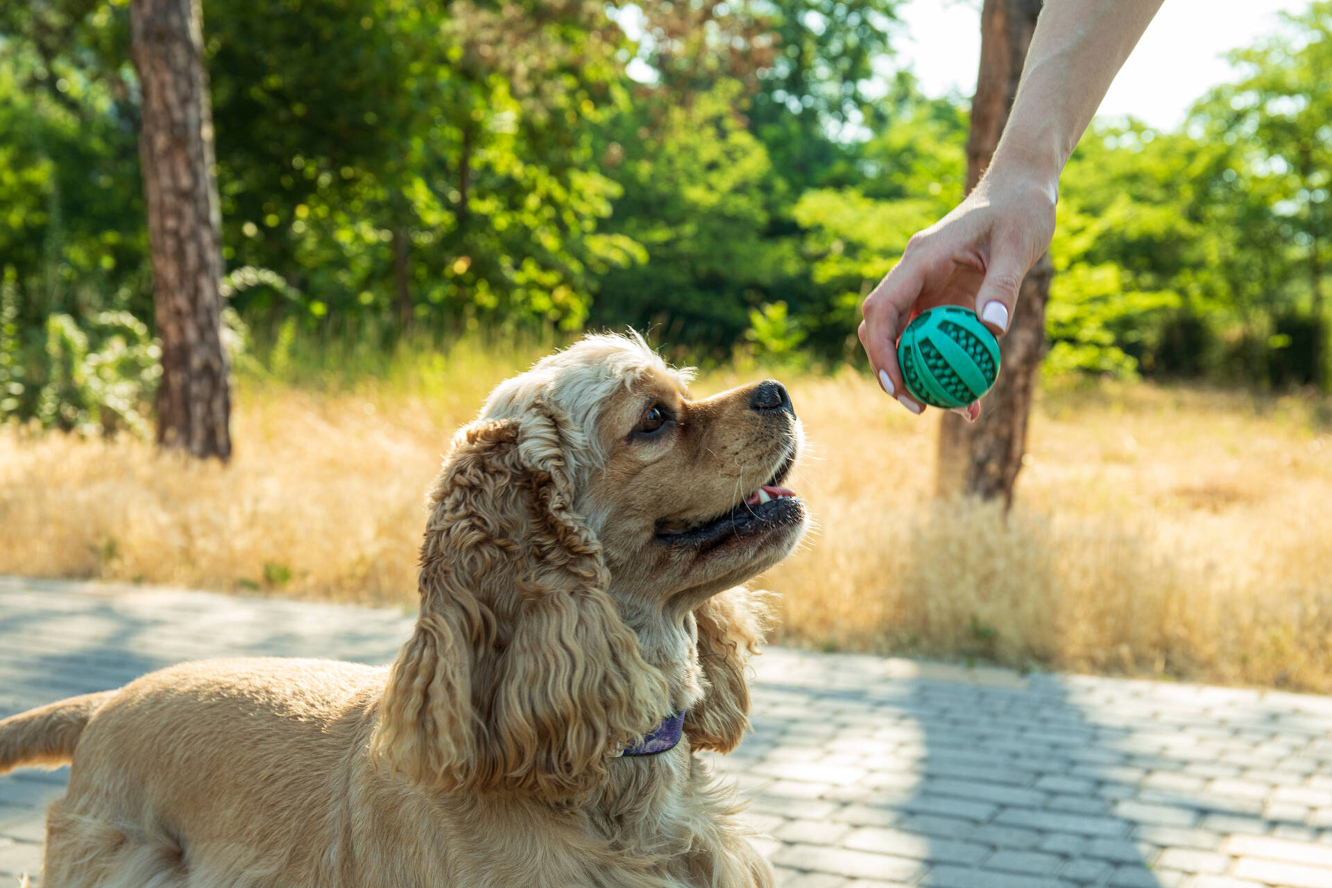 A man holding a ball in front of a dog