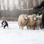 A herding dog guarding a flock of sheep