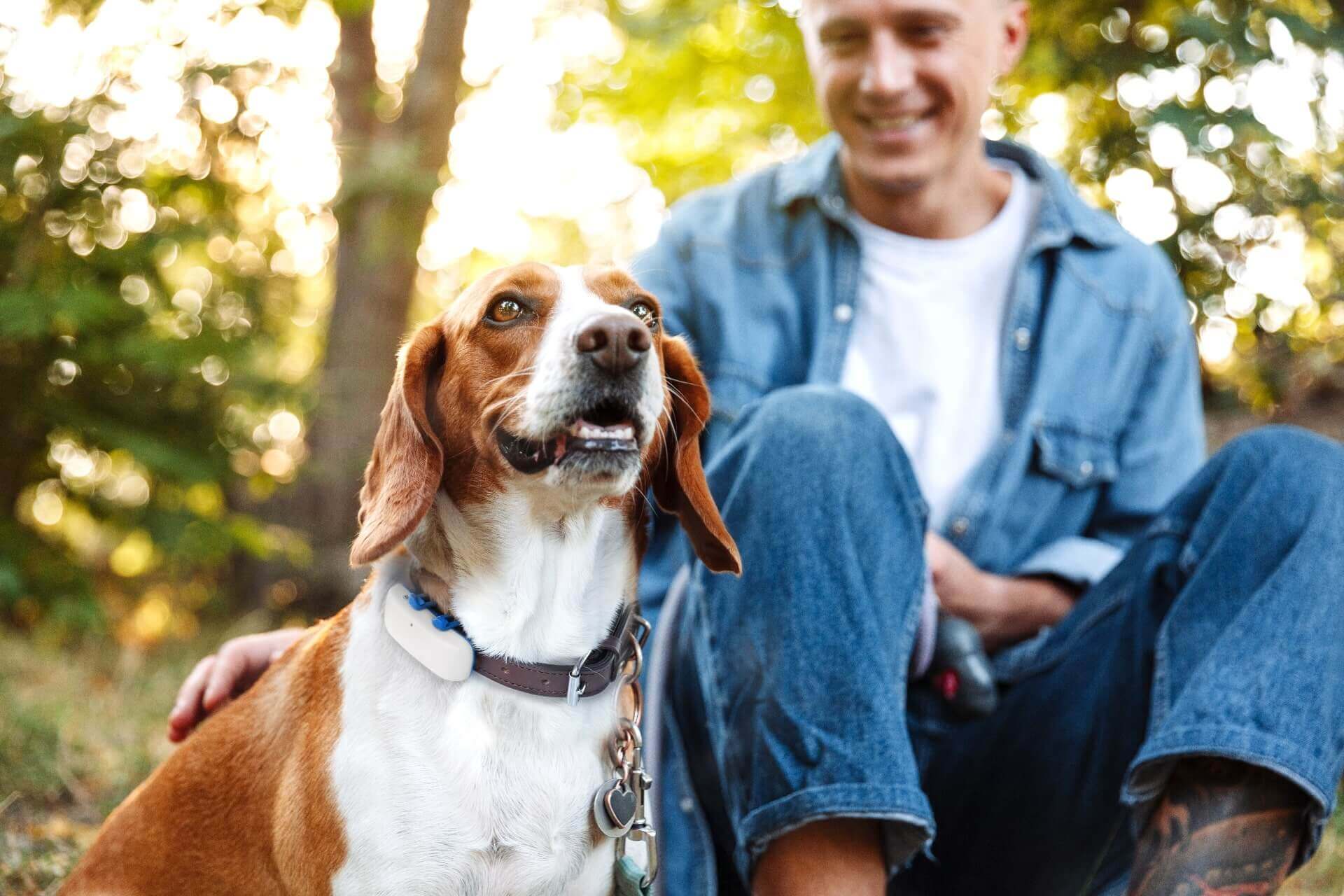 beagle dog with a white tractive GPS tracker on collar outside with a man sitting behind