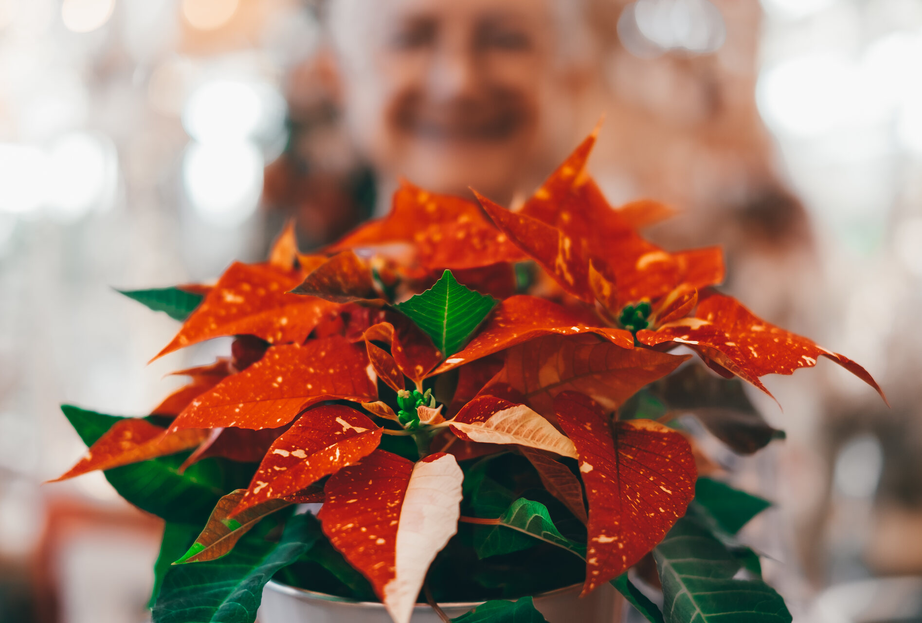 A woman holding a bouquet of red poinsettia flowers