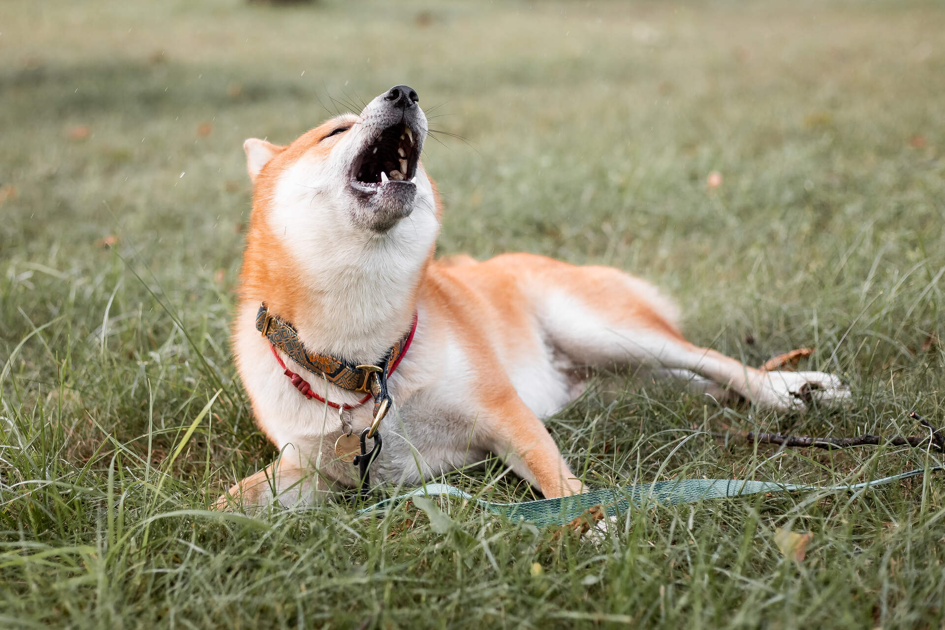 En hund som ligger i gresset og hoster