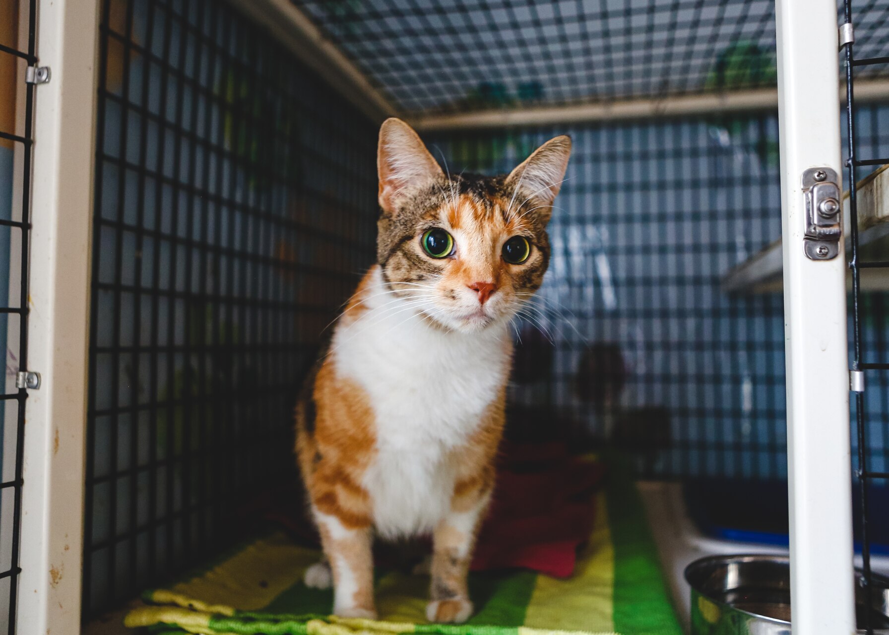 A shelter cat sitting inside a cage