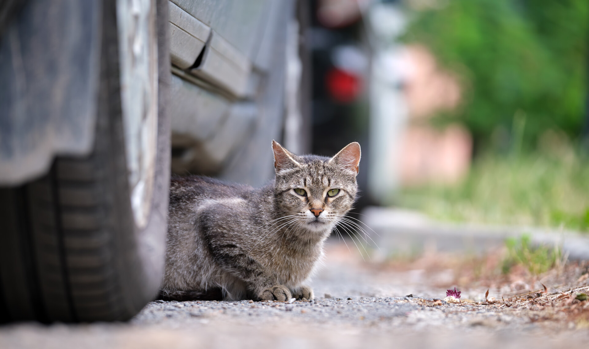 A cat sitting under a car