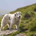 A Great Pyrenees dog standing by a hillside