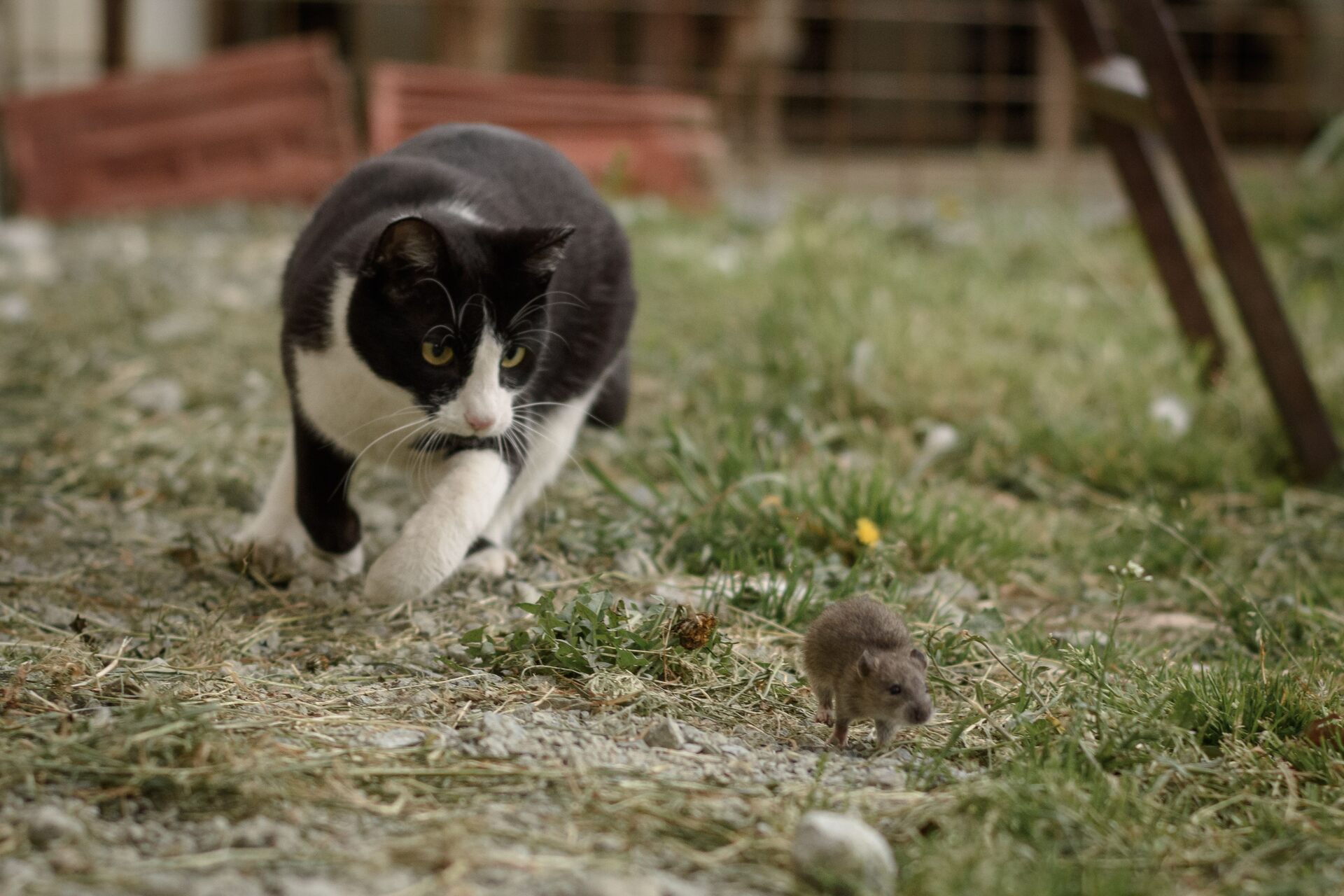 A cat chasing a mouse in a field