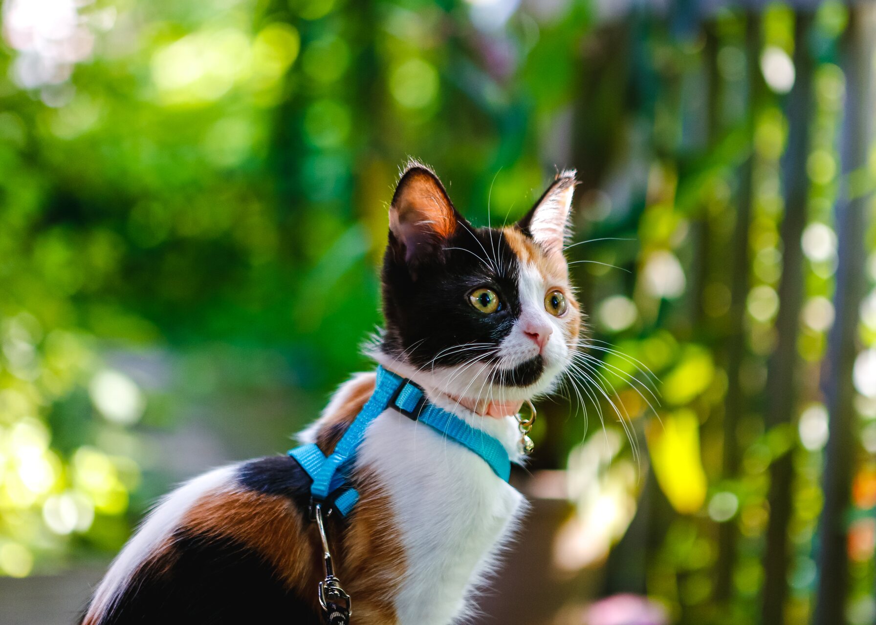 A cat in a harness exploring a forest