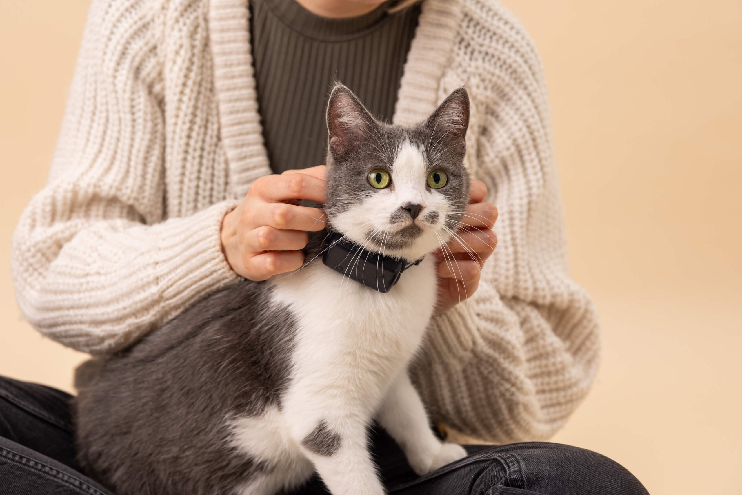 Grau-weiße Katze sitzt auf dem Schoß einer Frau, die ihr Halsband und Tracker umlegt