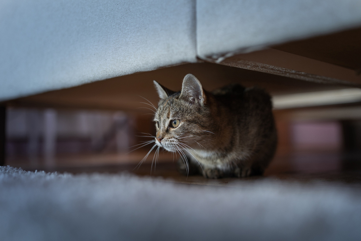 Graue Katze versteckt sich unter der Couch