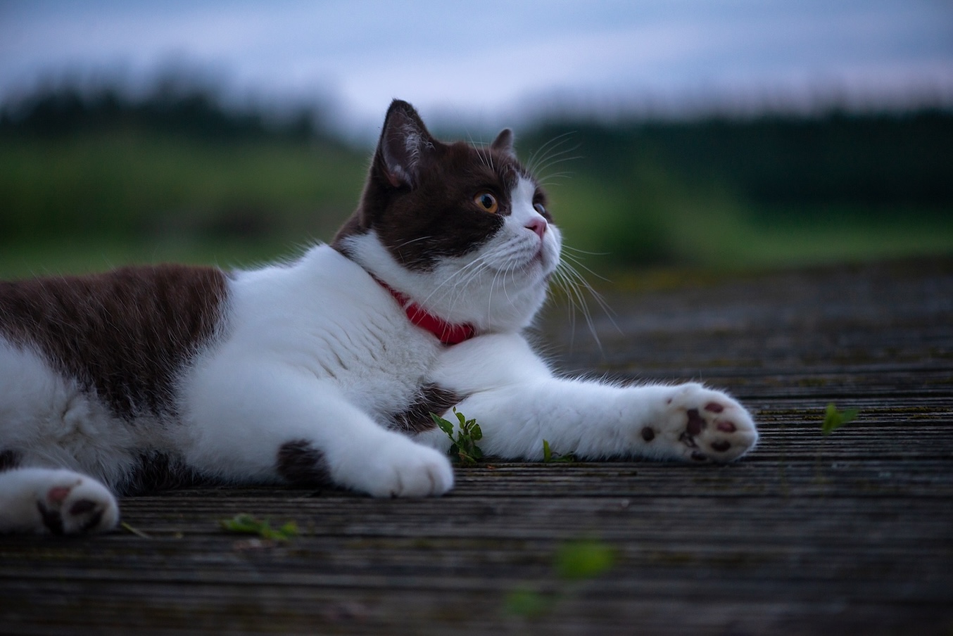 Schwarz-weiße Katze liegt auf einem Steg im Sonnenuntergang