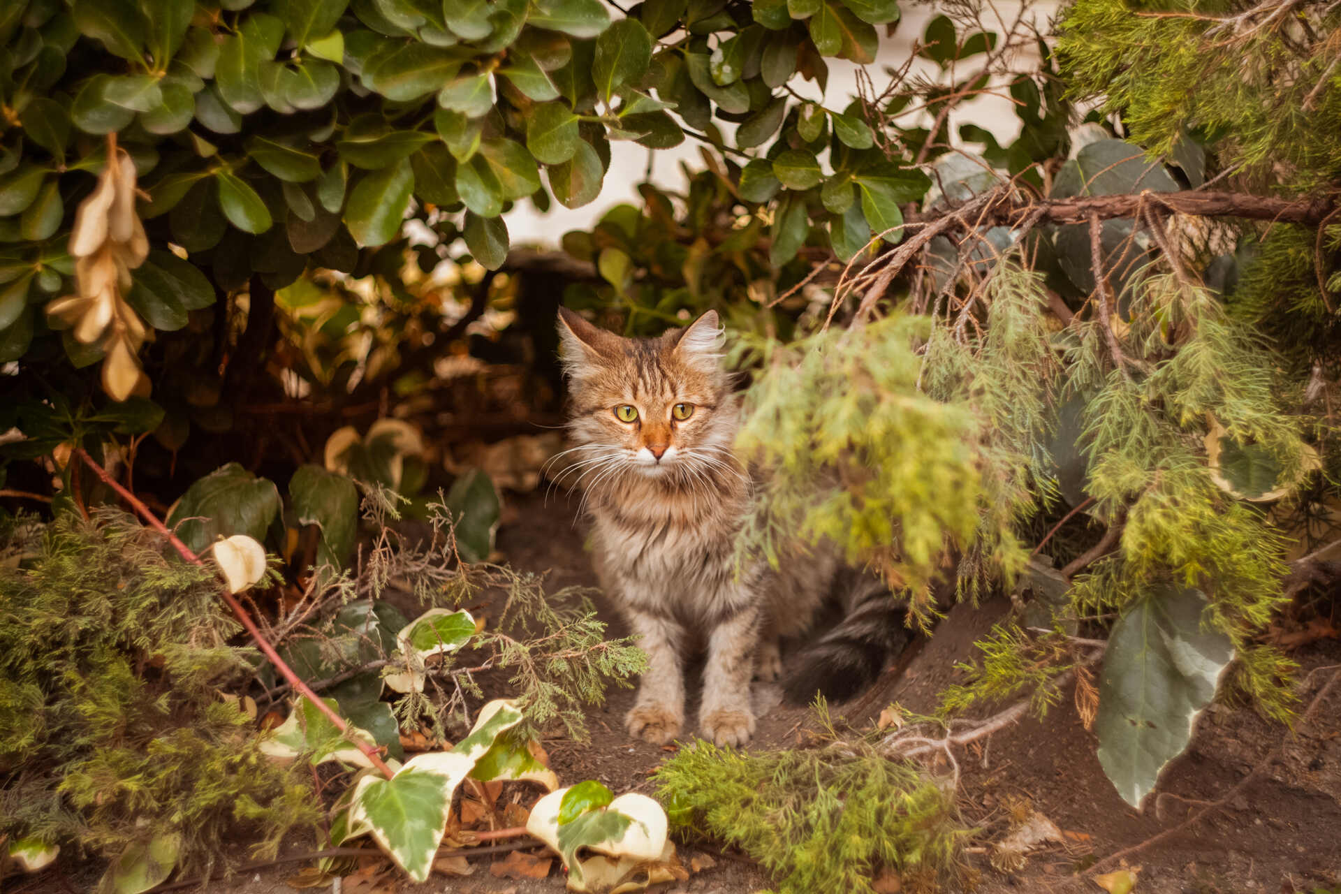 A cat hiding in the bushes at a park