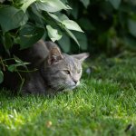 A cat hiding in a bush