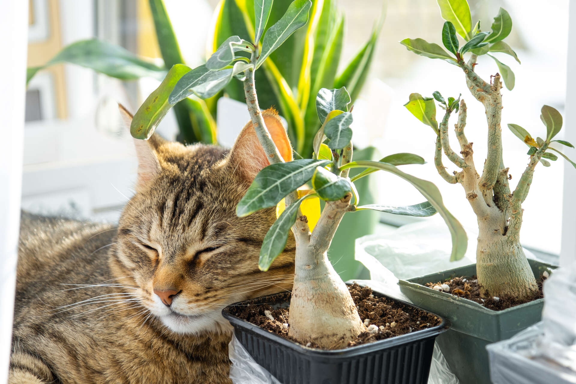 A cat sleeping next to a potted plant