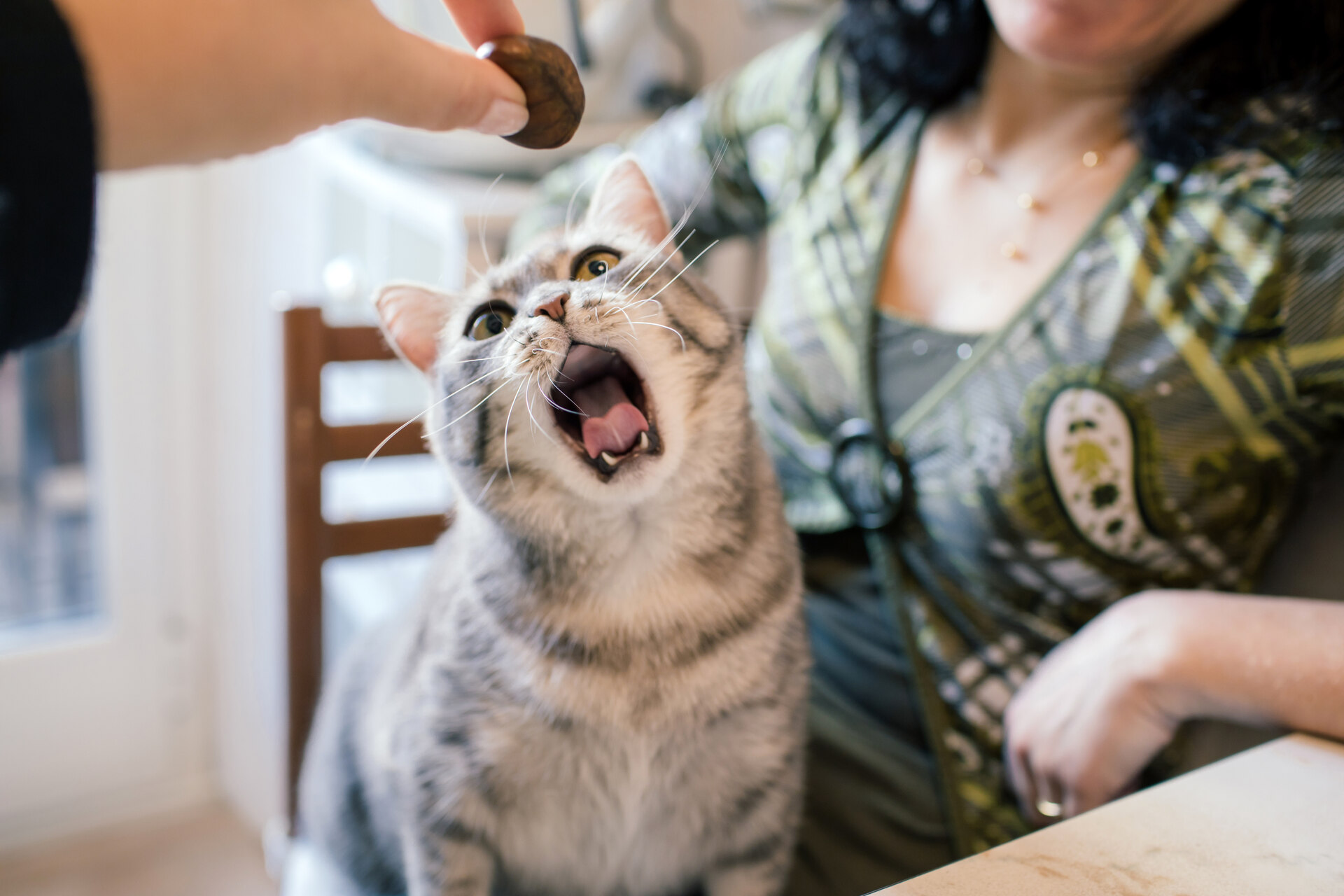 A cat opening its mouth wide to reach for food