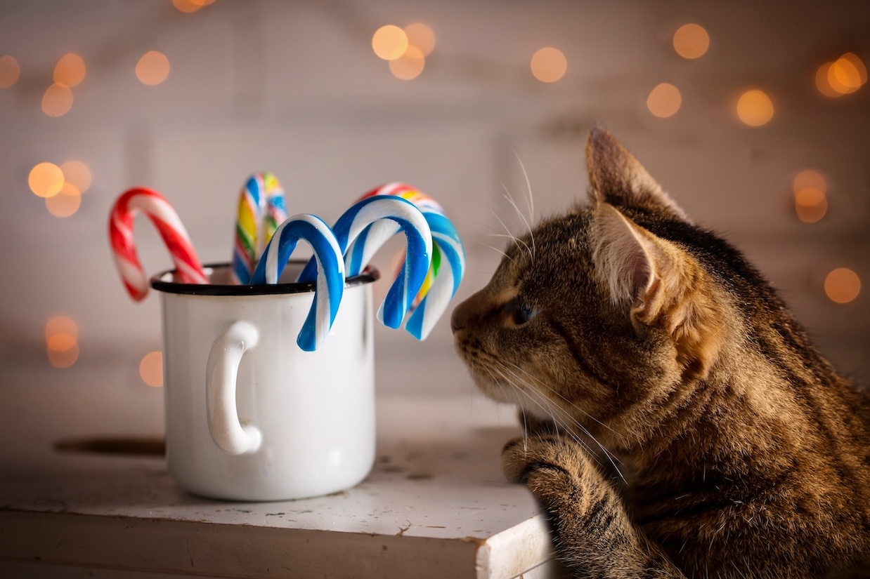 Katze streckt sich nach einem Becher mit Zuckerstangen